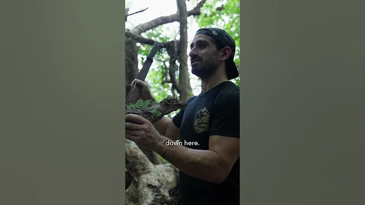 Paul Rosolie: Undiscovered Tree (500+ Miles Deep Within the Amazon Jungle)