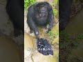 言葉以外、ゴリラはどれだけ人間に似てる？#動物雑学 #ゴリラ #雑談 #豆知識