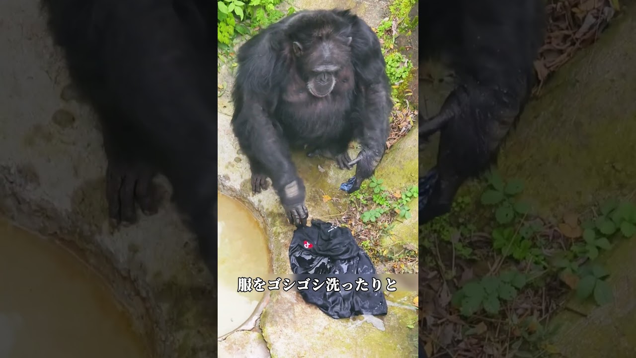 言葉以外、ゴリラはどれだけ人間に似てる？#動物雑学 #ゴリラ #雑談 #豆知識