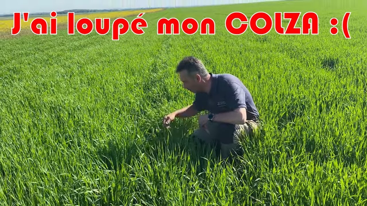 Retour sur ma parcelle de Colza