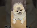 Stay with me #dog #dogs #cutepets #cutedog #puppy #dogshorts #petlover #pet #pets #cuteanimals