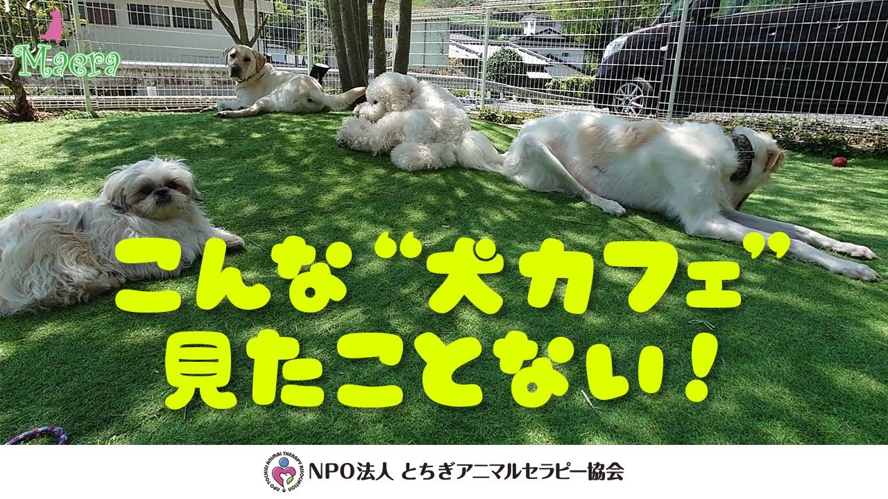 いぬかふぇ まいら Cafe Maera のご紹介 Youtube