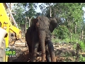 This elephant rescued by wildlife officers !