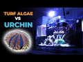 Introducing Blue Tuxedo Urchin to fight against Turf Algae | Blue Reef Tank