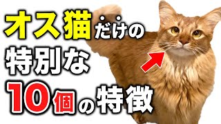 【完全版】オス猫だけが見せる特徴や行動10選