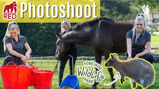 Photoshoot Behind The Scenes - With Red Gorilla At Yorkshire Wildlife Park | Lilpetchannel