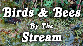 ▶️ Birds And The Bees Down By The Stream. Relaxing Ambience. 10 Hours. 🌏