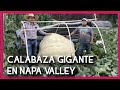 Cultivo de Calabaza Gigante en Napa Valley, California