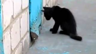 Кот спас собаку.mp4.mp4 Кот спас собаку.mp4.mp4