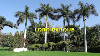 Loro Parque, Teneryfa - część 2 (Pingwiny, Flamingi, Meduzy, Lwy, Goryle i inne).