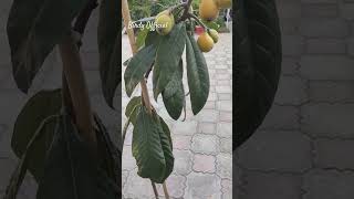 Mini loquat plant #loquat #fruit #gardening