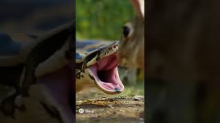 Mom is Hero #python #rabbit