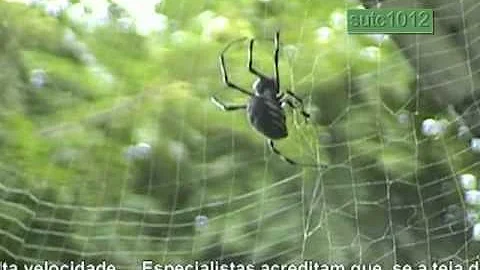 Como a aranha constrói a sua casa?