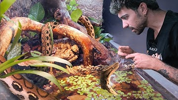 I Built a Bioactive Paludarium for my Rainbow Boa