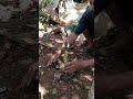 grafting papaya trees produces excellent results #shot
