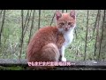 Le chat sauvage de liangzi a envahi la maison chat domestique