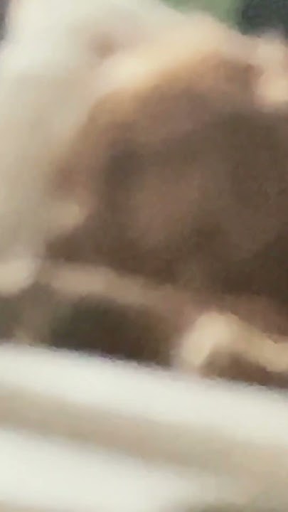 music-doge-is-sleepyhead-youtube