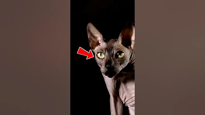 Video 11134561: sphynx hairless cat, sphynxcats cat, adorable felines, feline love