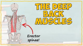 Back Muscles Part 1 Deep Muscles