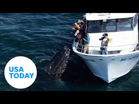 Humpback whale gives California whale watchers unbelievable view | USA TODAY