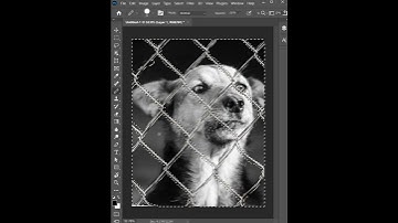 Remove dog Fence | Photoshop Tutorial | Short | The Brand Raja | #thebrandraja #Photoshop_Tutorial