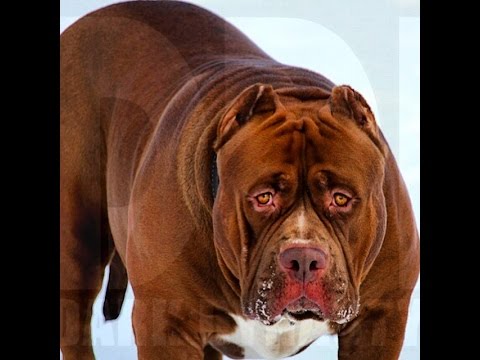 WORLD FAMOUS HULK TAKES OVER BIKE WEEK | FunnyDog.TV WORLD FAMOUS HULK TAKES OVER BIKE WEEK | FunnyDog.TV