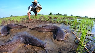 Best hand fishing - catch monster catfish a lot in field by technique hand a fisherman, best fishing