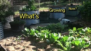 What's Growing Now in Our Subtropical Vegetable Garden Homestead