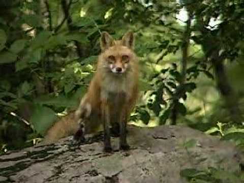 What Sound Does A Fox Really Make Popular Science - roblox wolves life 3 how to make a fox hd old