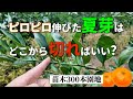 【9月上旬】みかん苗木の夏芽切り返し剪定!と、この時期の管理方法