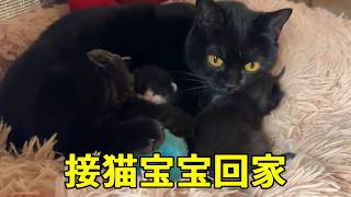 接猫宝宝回家了，黑妞很配合【乡野志刚】