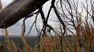 Branches of dry dead trees. Global climate change. An eerie place. The camera is moving on the