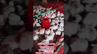 আজ নতুন মাচায় মুরগির বাচ্চা ।  shortvideo  bengalifarmer banglamarkagro chickenfarmer  poultry
