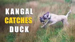 TURKISH KANGAL DOG CATCHES DUCK | ASH THE KANGAL | 10 MONTH OLD KANGAL PUPPY by Ash The Kangal 1,569 views 1 year ago 2 minutes, 14 seconds