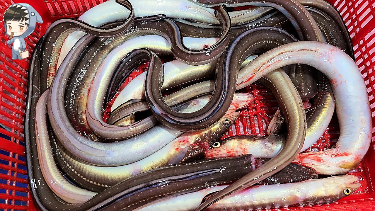 Korean street Food EEL sashimi Seafood Pohang Korea 송도 활어회센터 포항 붕장어 아나고 새꼬시