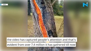 This video of lightning struck tree is magical