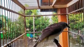 Trucukan Gacor Full Isian KENARI & CUCAK IJO