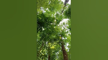 #عبدالرحمن_مسعد #عبدالرحمن_مسعد_تلاوة_جديدة #allah #duet #المصحف #اكسبلور #loveallah