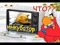 2 в 1, инкубатор из микроволновки, + брудер для попугаев. Часть 1