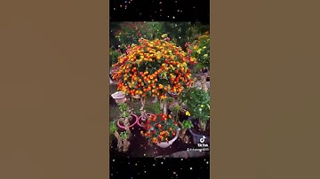 Cây hoa ngũ sắc miền nam hay gọi bông hoa trâm ổi.bac nao muốn tìm hiểu liên hệ em ship toàn quoc