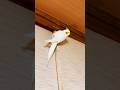 爬高上低的 拆迁队的 Funny Comedy かわいい Music インコ Parrot Cute かわいい動物 爬高上低的 拆迁队的 Funny Comedy かわいい Music インコ Parrot Cute かわいい動物