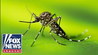 STAY PROTECTED: Expert reveals best tech to have bug-free summer