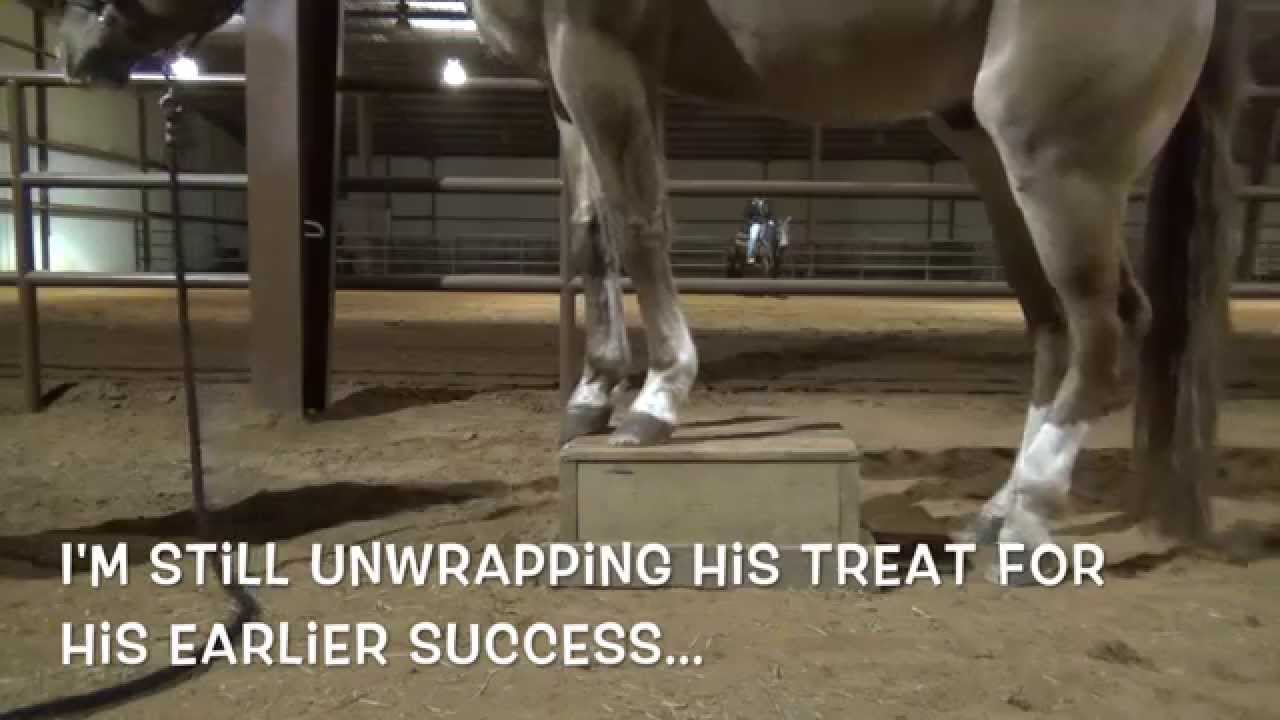 Horse spontaneously stands on box, but why? - YouTube