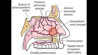 discuss the Anatomy of little's area or the kiesselbach's plexus or Area