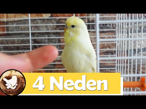 Video: Bir papağan kafesine geri dönmek için nasıl