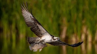 Nikon D850 Captures Incredible Detail High Speed Action Osprey and Eagles In Flight Bird Photography