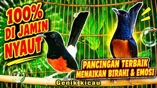 MURAI BATU GACOR | Kretekan Tajam, Langsung Nyaut & Bongkar Materi