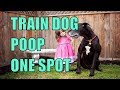 How to Train Dog to Poop One Place | How to Housebreak a Dog How to Train Dog to Poop One Place | How to Housebreak a Dog