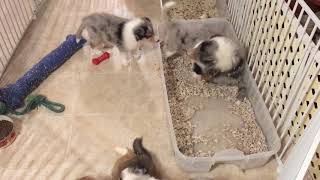 Rough Collie Litter Of Puppies