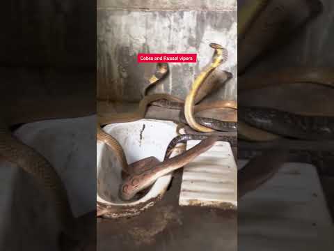 'Epic Showdown: Cobra